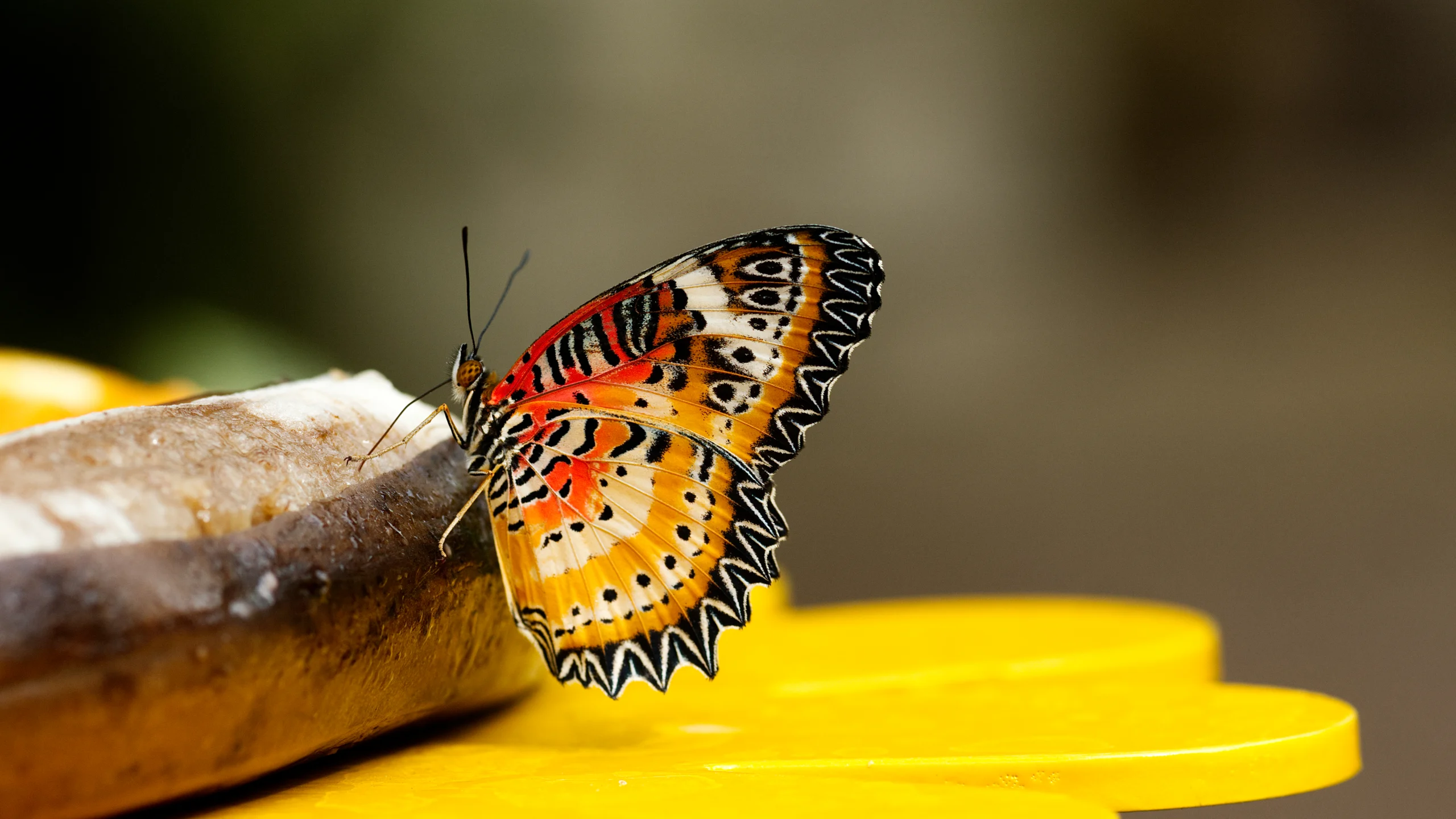 La Casa delle Farfalle @Italy