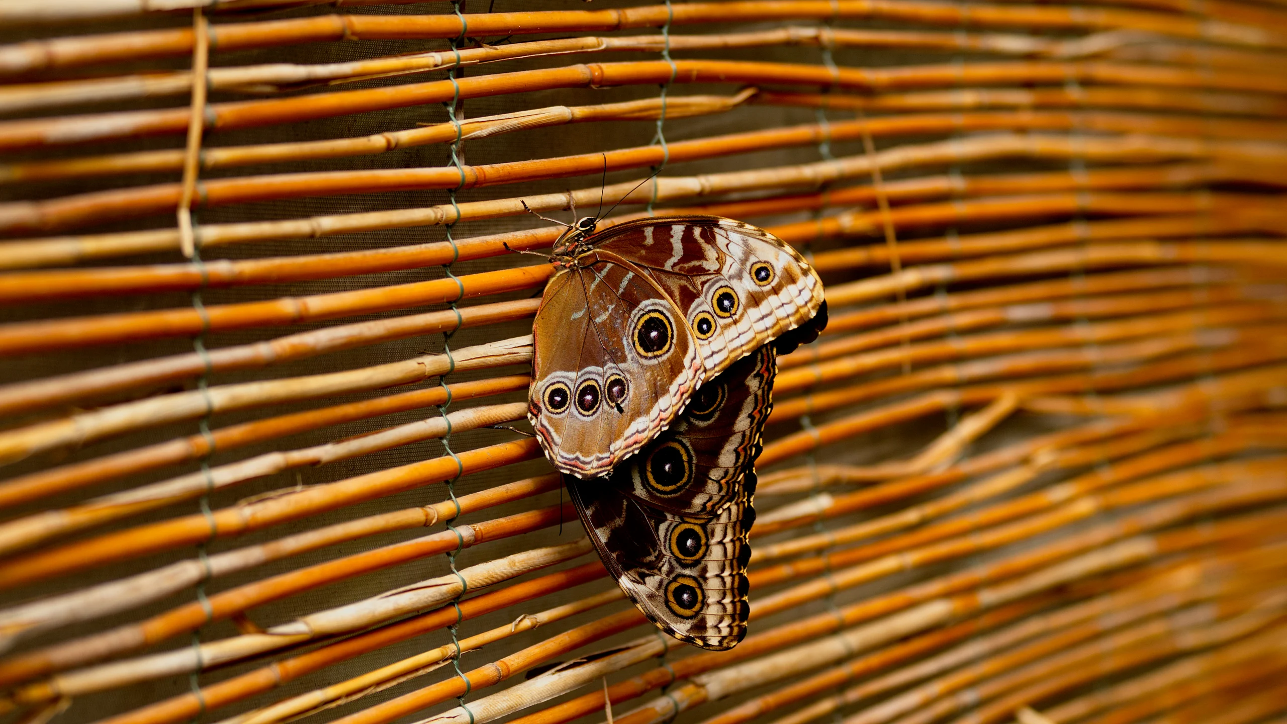 La Casa delle Farfalle @Italy